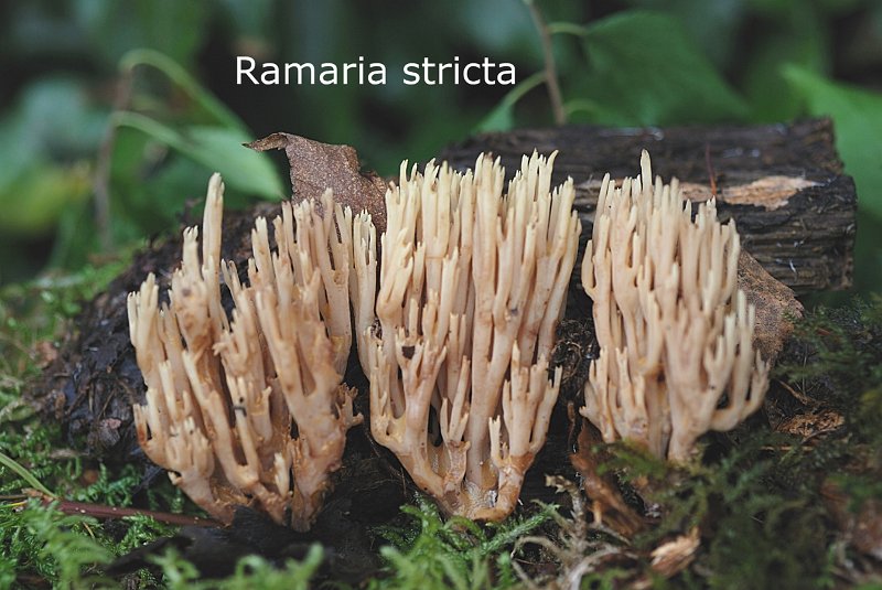 Ramaria stricta-amf405.jpg - Ramaria stricta ; Syn1: Clavaria stricta ; Syn2: Clavaria pruinella ; Non français: Clavaire dressée